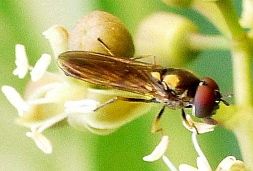 Melanostoma mellinum